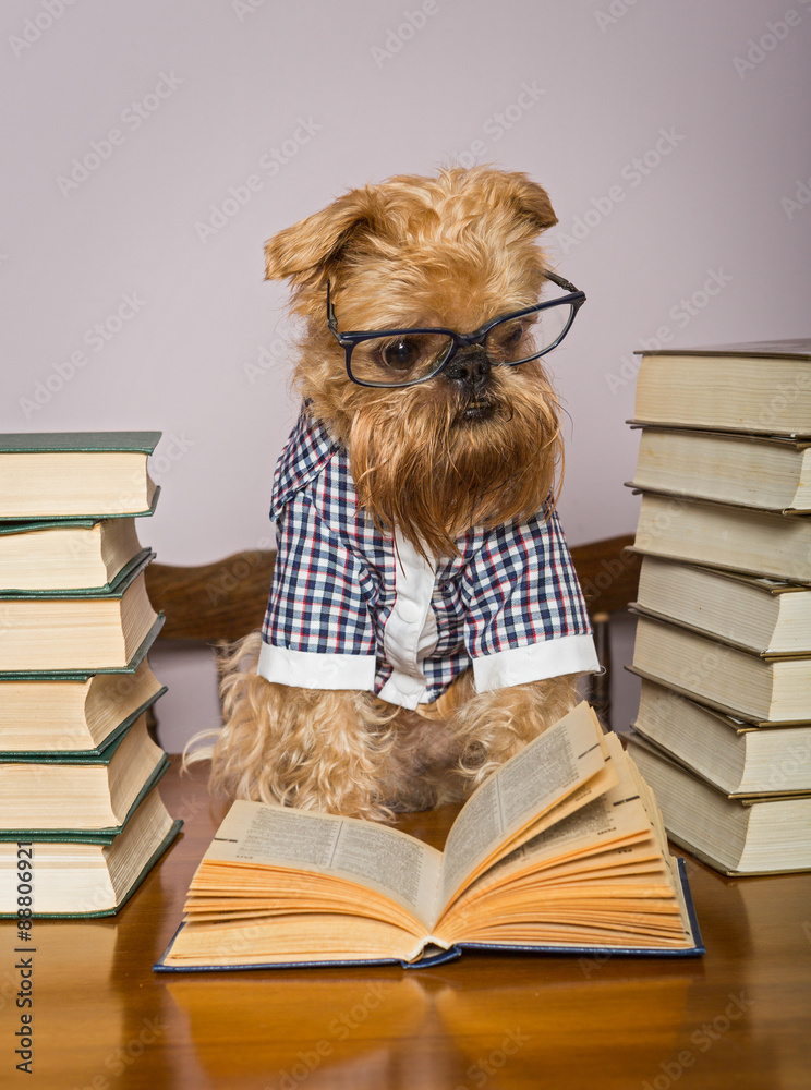 Serious dog  reads books