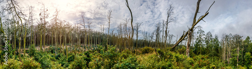 Dead pine trees. Juodkrante, Lithuania