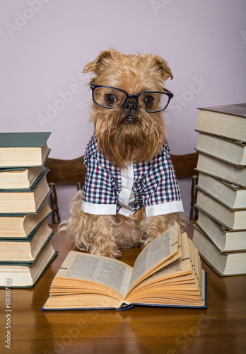 Serious dog  reads books