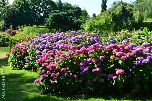Fototapeta Naklejka Na Ścianę i Meble -  Shrub borders of Hydrangea in an English country garden in August.