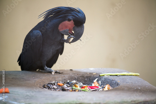 Palm Cockatoo Parrot (Probosciger aterrimus) eating food photo