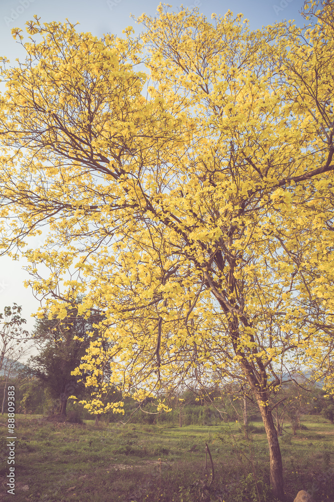 Yellow tabebuia spring blossom in vintage retro tone