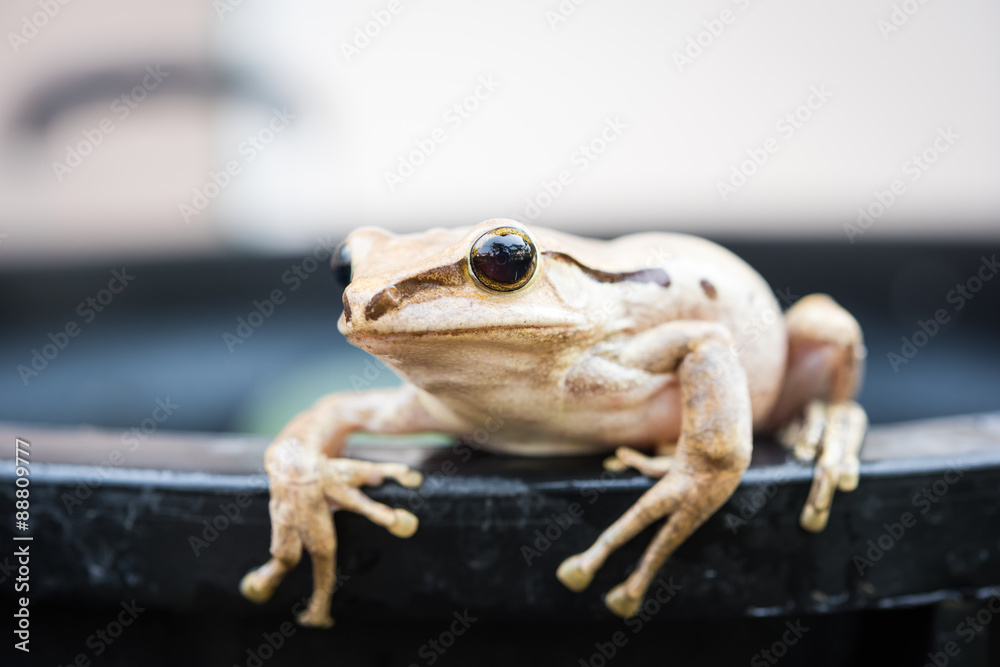 Frog