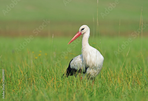 White stork