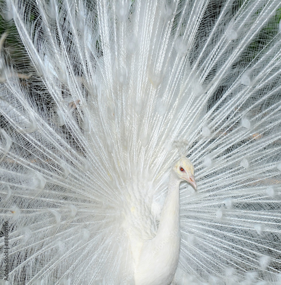 Obraz premium Close up of white peacock