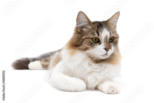 fluffy cat close up lying on a white background