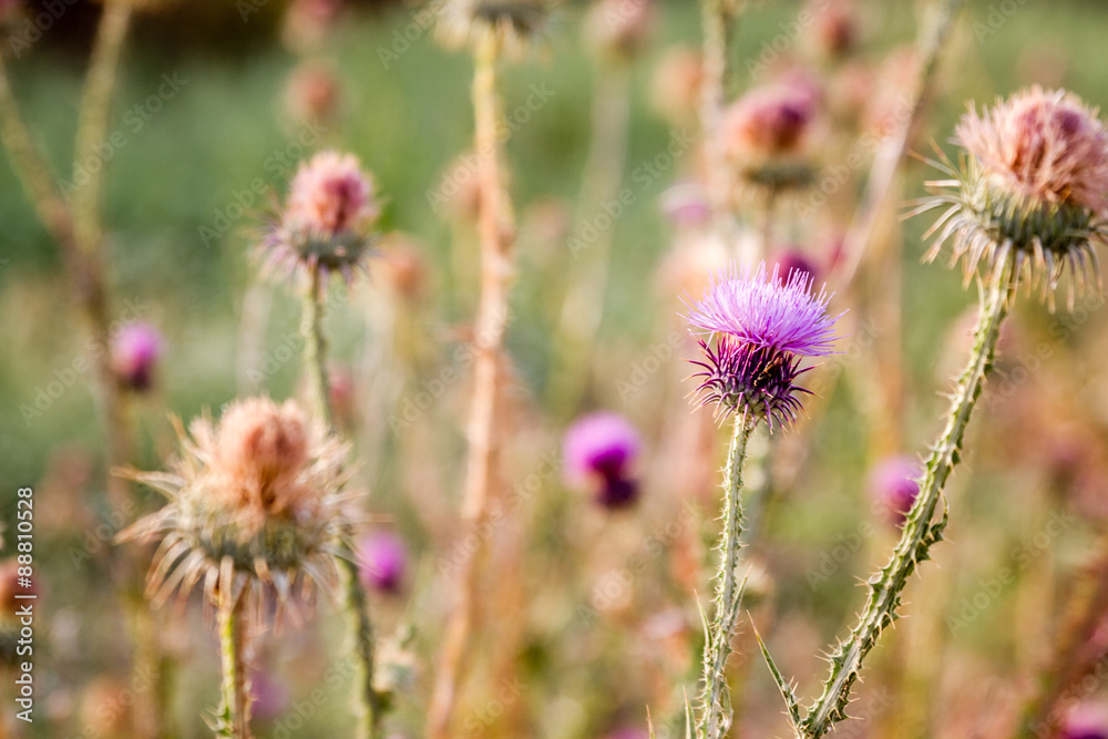 Milk Thistle Plant, Carduus Marianus, Texture and Background Milk Thistle Plant, Carduus Marianus, Texture and Background