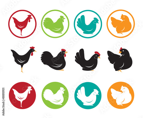 Vector image of an hen design on white background