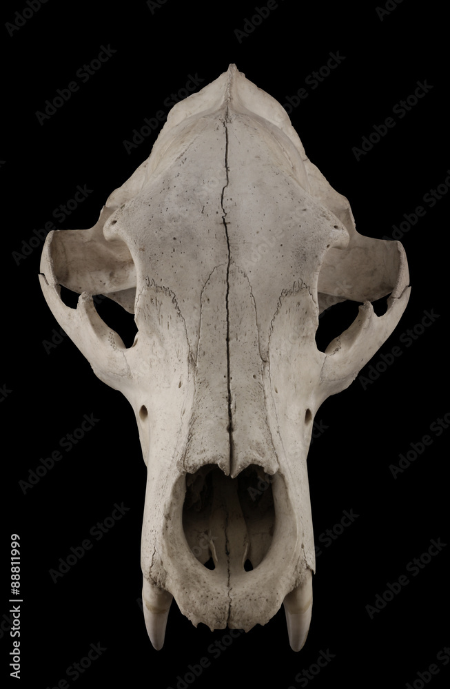Naklejka premium Bear skull isolated on a black background. Focus on full depth, slightly less on nacha.