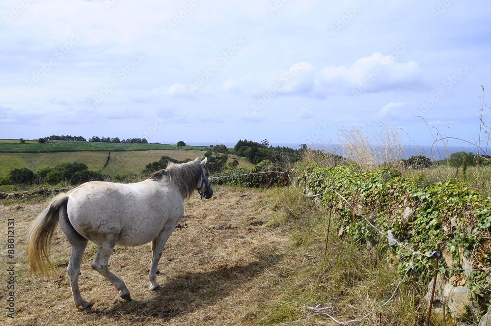 Horses and rural sea landscape in Arguero, Spain Horses and rural sea landscape in Arguero, Spain