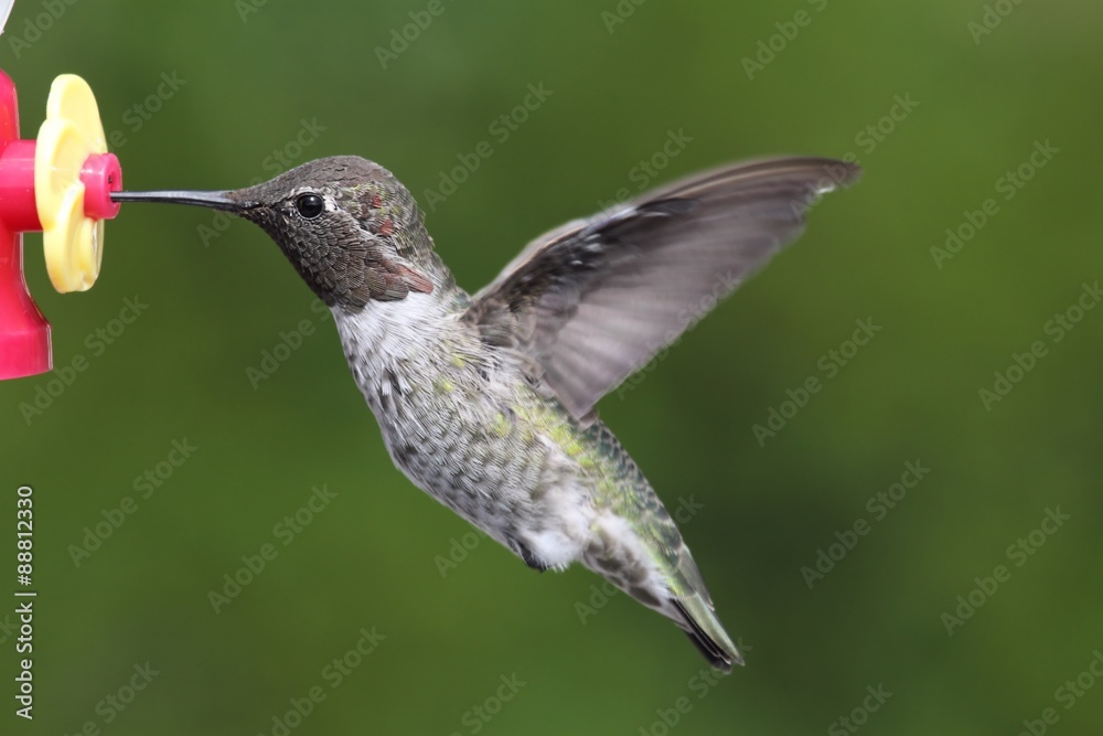 Fototapeta premium Male Annas Hummingbird (Calypte anna)