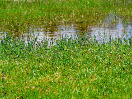Pond with grass