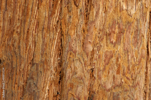 Φωτογραφία Surface of the tropical tree.