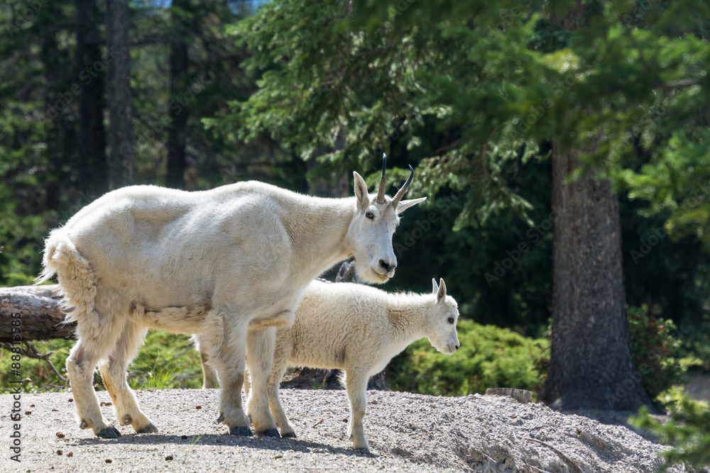 Two mountain goats at Jasper National Park Two mountain goats at Jasper National Park