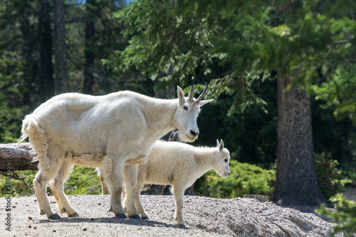 Two mountain goats at Jasper National Park