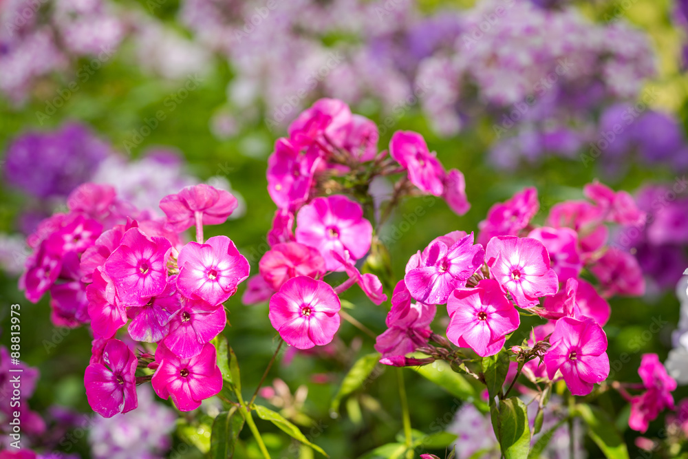 Phlox paniculata (Garden phlox) in bloom Phlox paniculata (Garden phlox) in bloom