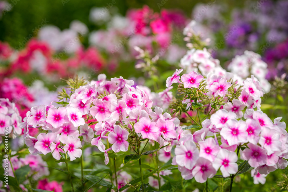 Phlox paniculata (Garden phlox) in bloom