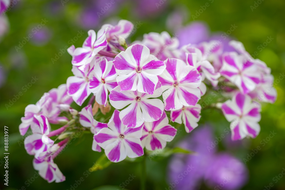 Violet Phlox flower - genus of flowering herbaceous plants with beautiful bokeh, selective focus