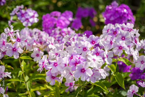 Violet Phlox flower - genus of flowering herbaceous plants with beautiful bokeh  selective focus