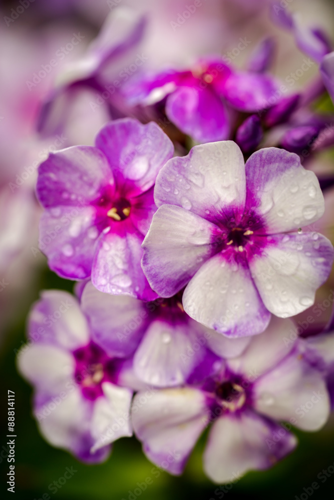 Phlox on a green background with dew drops Phlox on a green background with dew drops