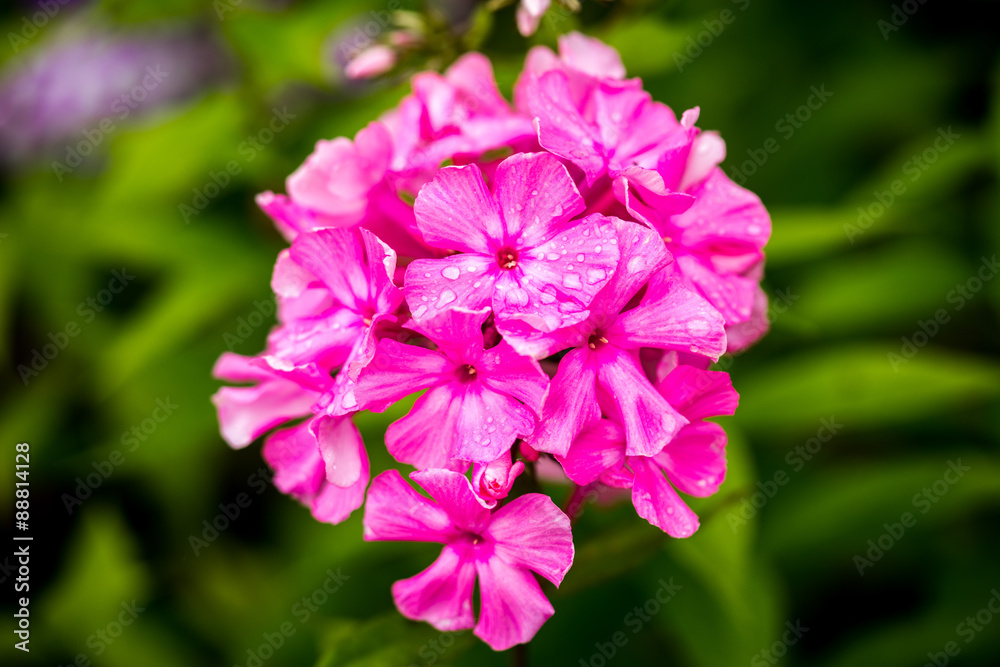Pink Phlox flower - genus of flowering herbaceous plants with beautiful bokeh, selective focus Pink Phlox flower - genus of flowering herbaceous plants with beautiful bokeh, selective focus