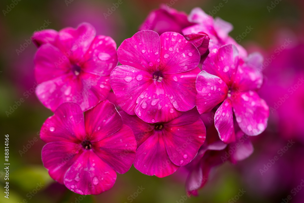 Pink Phlox flower - genus of flowering herbaceous plants with beautiful bokeh, selective focus Pink Phlox flower - genus of flowering herbaceous plants with beautiful bokeh, selective focus