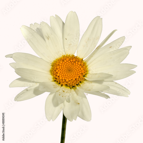 Fototapeta Naklejka Na Ścianę i Meble -  Chamomile - Chamaemelum nobile White Daisy like flower isolated on white background