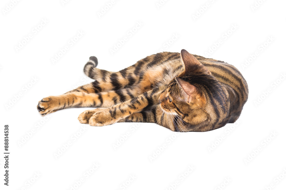 Fototapeta premium Toyger rasy kotów