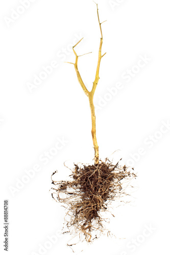Tomato plant roots isolated on white