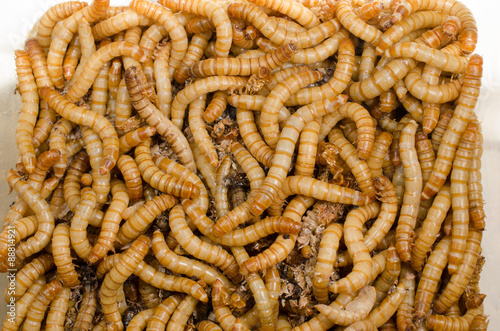 Portion Mehlwürmer (mit Häutungsresten)