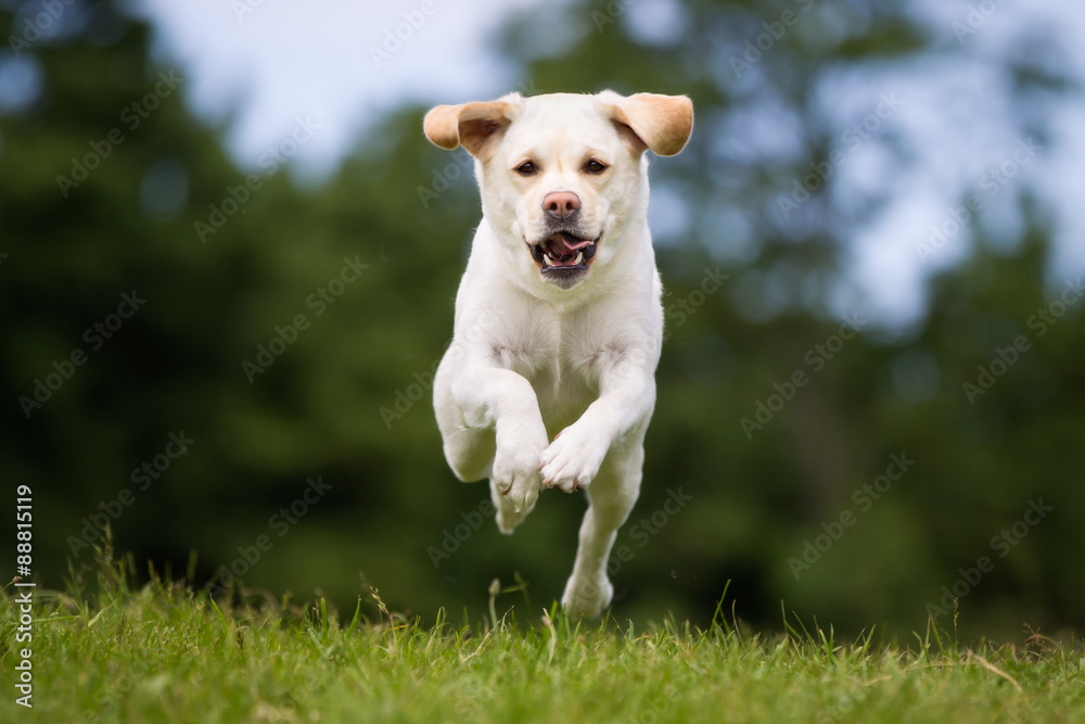 Labrador retriever dog outdoors in nature