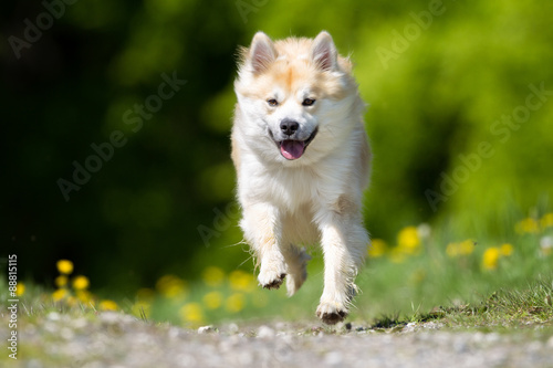Icelandic Sheepdog outdoors in nature
