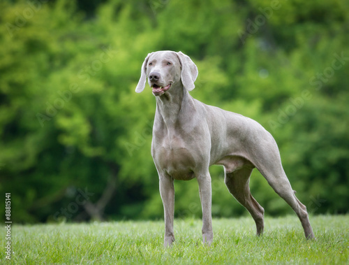 Purebred Weimaraner dog outdoors in nature photo