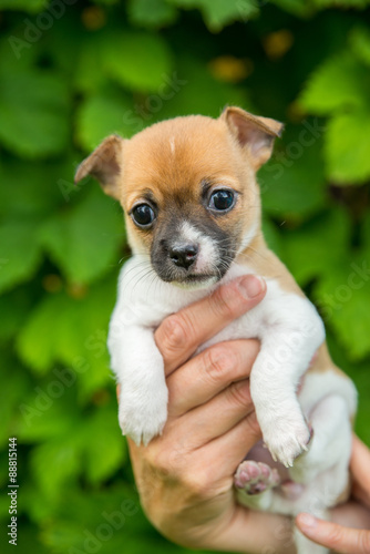 adorable cute chihuahua puppy in a hand