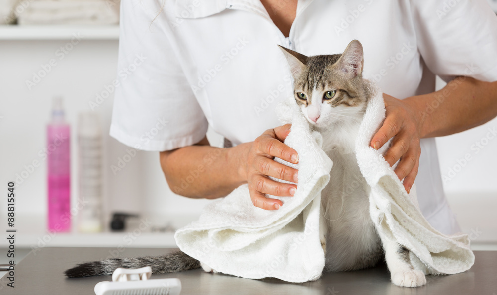 Obraz premium Cat at the hairdresser