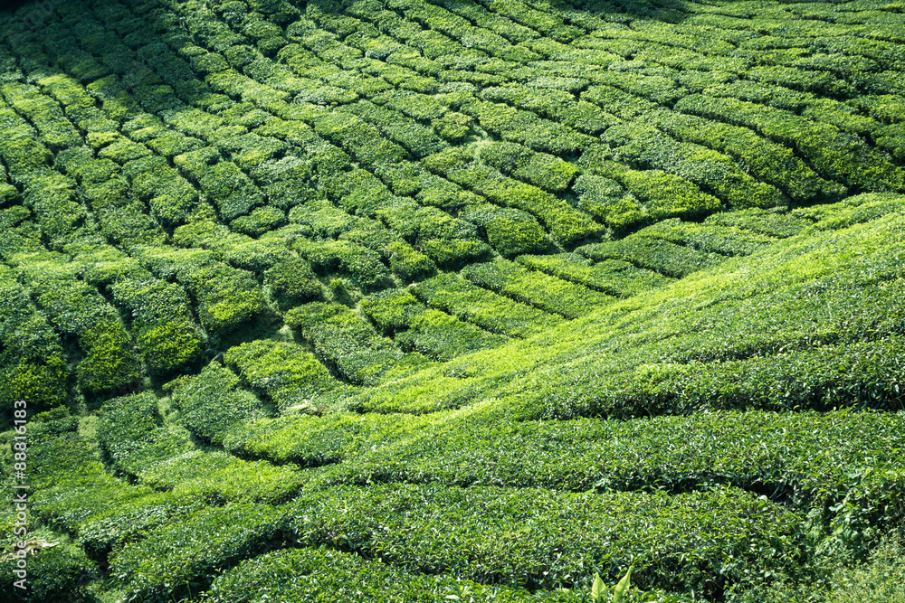 Tea plantation Cameron highlands, Malaysia