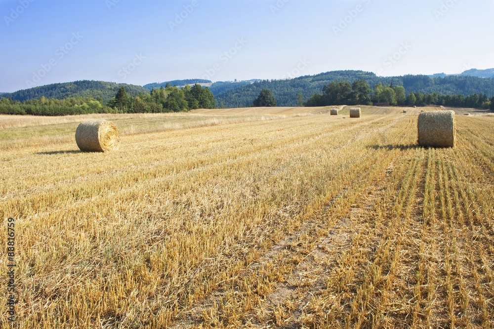 Fototapeta premium Round straw bales in harvested fields and blue sky without clouds. Beautiful countryside landscape. Dry landscape in the Czech Republic. Field in the morning sun. 
