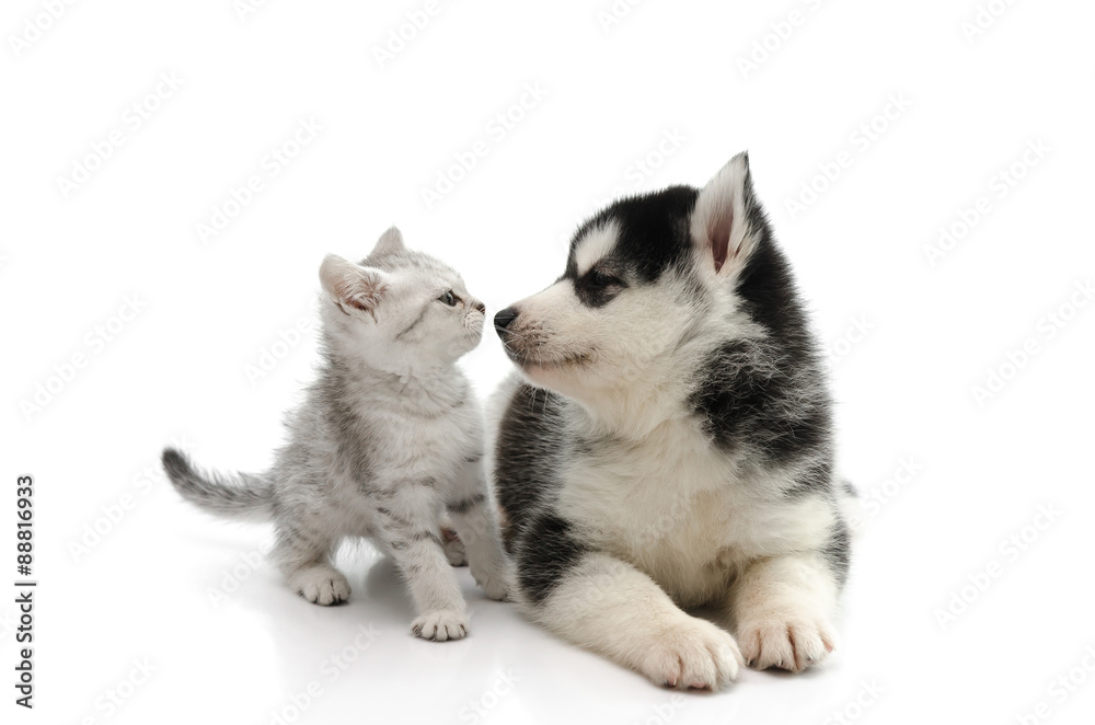 Naklejka premium Cute puppy kissing cute tabby kitten on white background