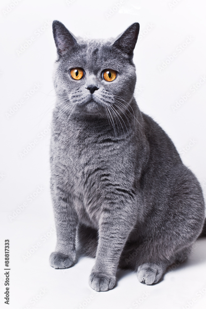 Portrait of young short-haired British gray cat