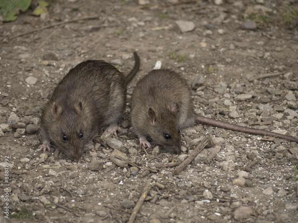 Rats Rats