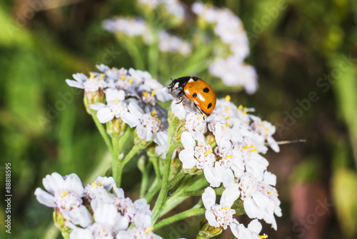 Ladybug