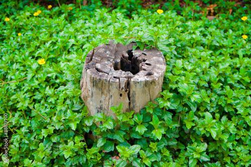 Stump among green plants