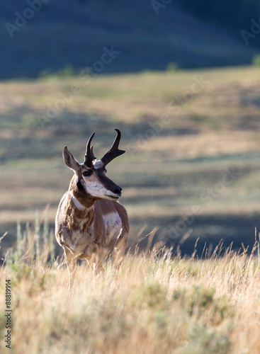 Pronghorn Antelope