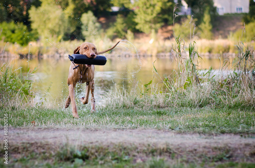 Vizsla in the water photo