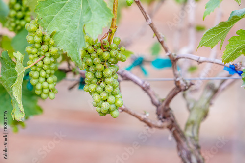 branch young grapes on vine in vineyard