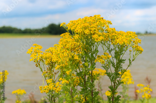 Yellow Jacobaea vulgaris