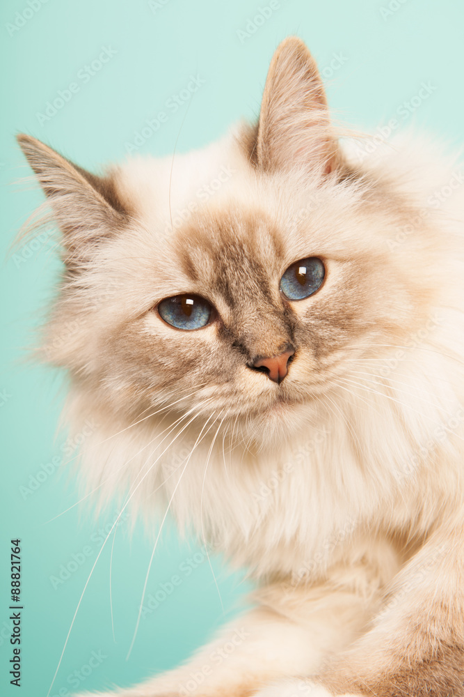 Birman cat