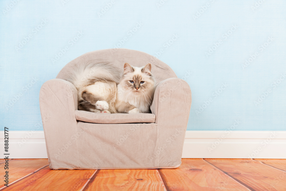 Birman cat in chair