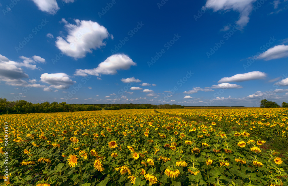 Obraz premium field with sunflowers where the moving clouds