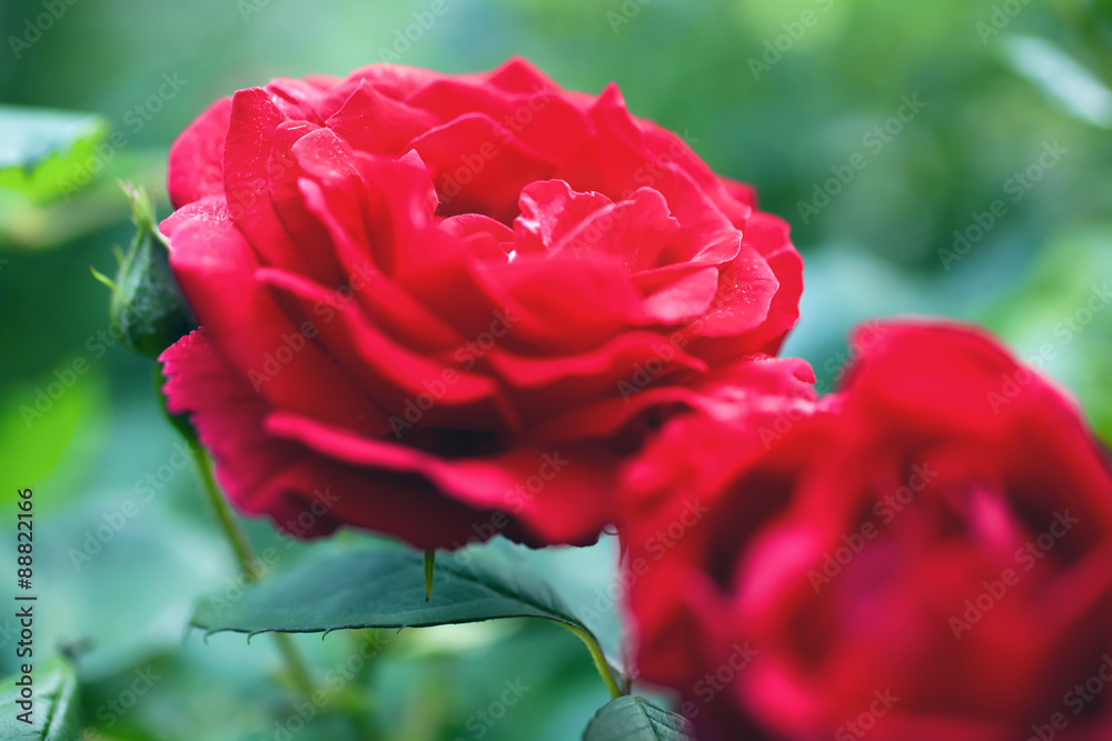 Flowers of red roses